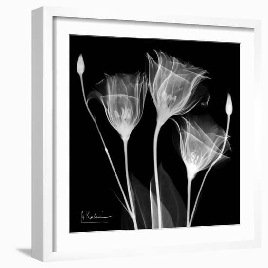 Gentian Xray 1-Albert Koetsier-Framed Art Print