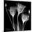 Gentian Xray 1-Albert Koetsier-Mounted Art Print