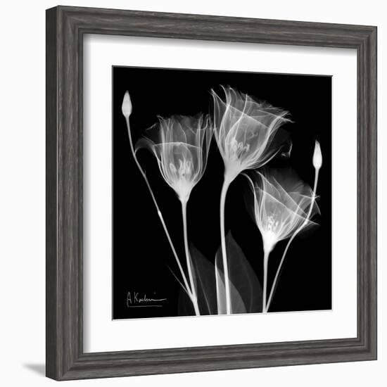 Gentian Xray 1-Albert Koetsier-Framed Art Print