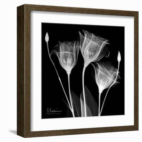 Gentian Xray 1-Albert Koetsier-Framed Art Print