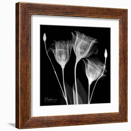 Gentian Xray 1-Albert Koetsier-Framed Art Print