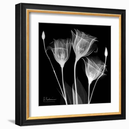 Gentian Xray 1-Albert Koetsier-Framed Art Print