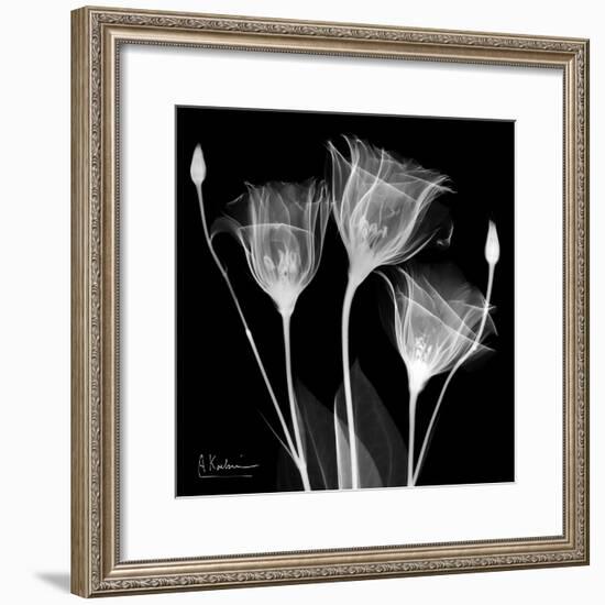 Gentian Xray 1-Albert Koetsier-Framed Premium Giclee Print