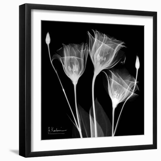 Gentian Xray 1-Albert Koetsier-Framed Premium Giclee Print