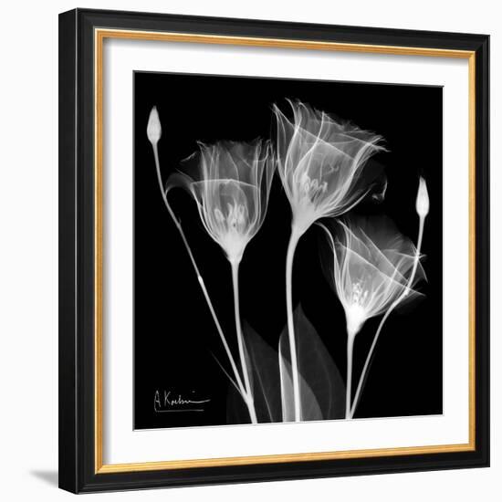 Gentian Xray 1-Albert Koetsier-Framed Premium Giclee Print