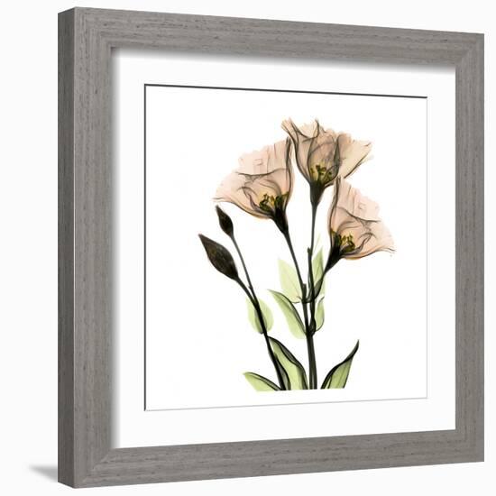 Gentian-Albert Koetsier-Framed Art Print