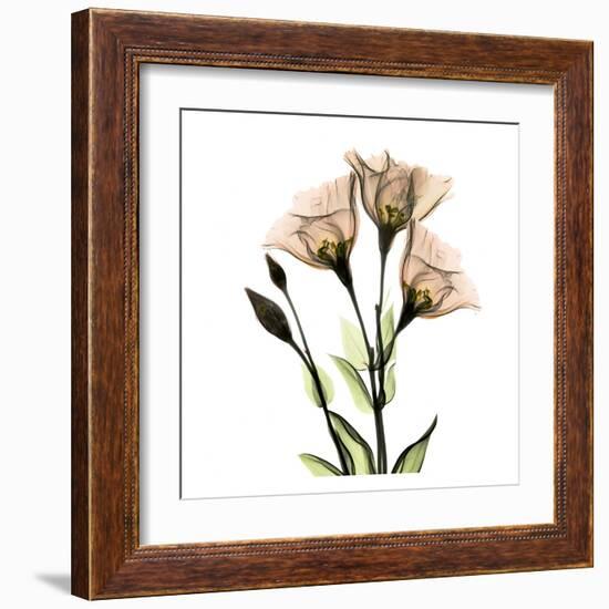 Gentian-Albert Koetsier-Framed Art Print