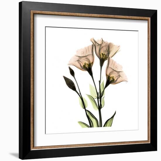 Gentian-Albert Koetsier-Framed Art Print