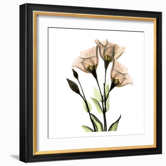 Gentian-Albert Koetsier-Framed Art Print