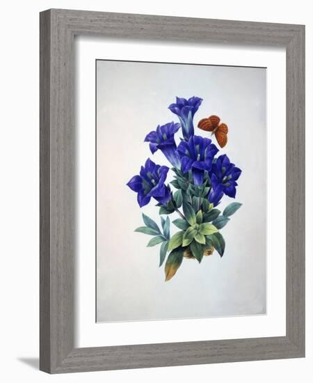 Gentiana Acaulis or Stemless Blue Gentian, from Choix des plus belles fleurs, 1827-33-Pierre-Joseph Redouté-Framed Giclee Print