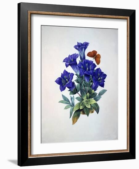 Gentiana Acaulis or Stemless Blue Gentian, from Choix des plus belles fleurs, 1827-33-Pierre-Joseph Redouté-Framed Giclee Print