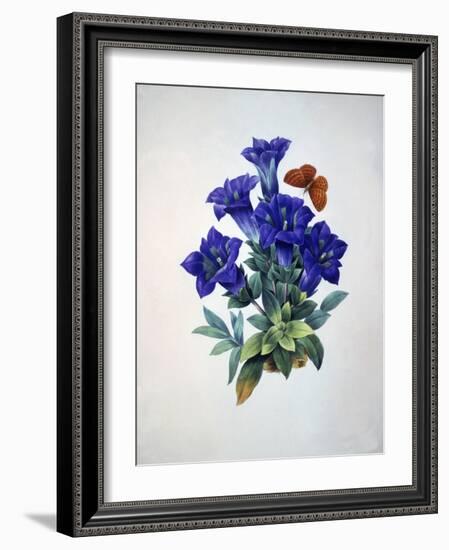 Gentiana Acaulis or Stemless Blue Gentian, from Choix des plus belles fleurs, 1827-33-Pierre-Joseph Redouté-Framed Giclee Print