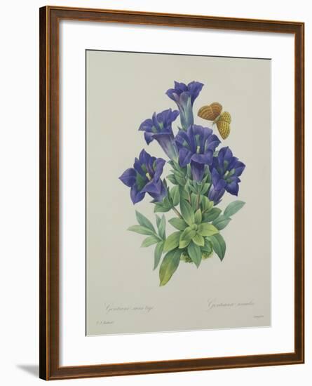 Gentiana Acaulis (Trumpet Gentian), Engraved by Langlois, from 'Choix Des Plus Belles Fleurs', 1827-Pierre-Joseph Redouté-Framed Giclee Print