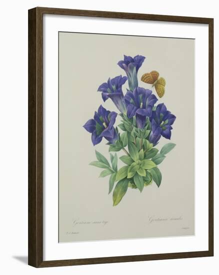 Gentiana Acaulis (Trumpet Gentian), Engraved by Langlois, from 'Choix Des Plus Belles Fleurs', 1827-Pierre-Joseph Redouté-Framed Giclee Print