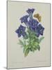 Gentiana Acaulis (Trumpet Gentian), Engraved by Langlois, from 'Choix Des Plus Belles Fleurs', 1827-Pierre-Joseph Redouté-Mounted Giclee Print