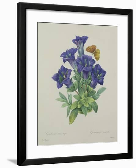 Gentiana Acaulis (Trumpet Gentian), Engraved by Langlois, from 'Choix Des Plus Belles Fleurs', 1827-Pierre-Joseph Redouté-Framed Giclee Print