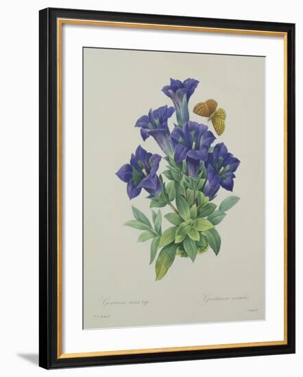 Gentiana Acaulis (Trumpet Gentian), Engraved by Langlois, from 'Choix Des Plus Belles Fleurs', 1827-Pierre-Joseph Redouté-Framed Giclee Print