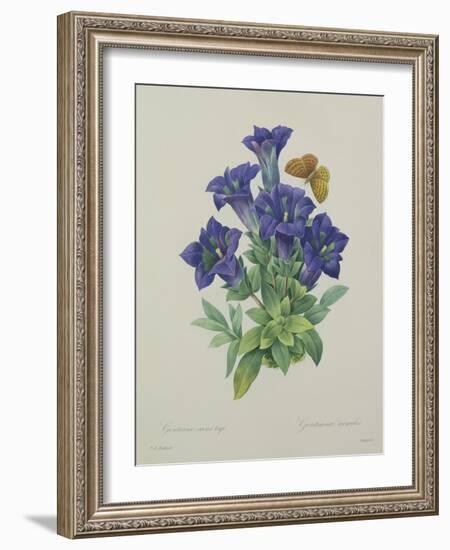 Gentiana Acaulis (Trumpet Gentian), Engraved by Langlois, from 'Choix Des Plus Belles Fleurs', 1827-Pierre-Joseph Redouté-Framed Giclee Print