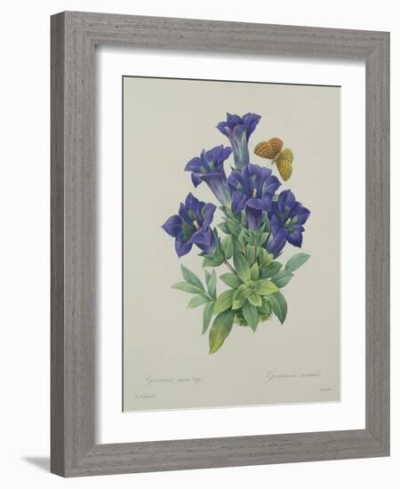 Gentiana Acaulis (Trumpet Gentian), Engraved by Langlois, from 'Choix Des Plus Belles Fleurs', 1827-Pierre-Joseph Redouté-Framed Giclee Print