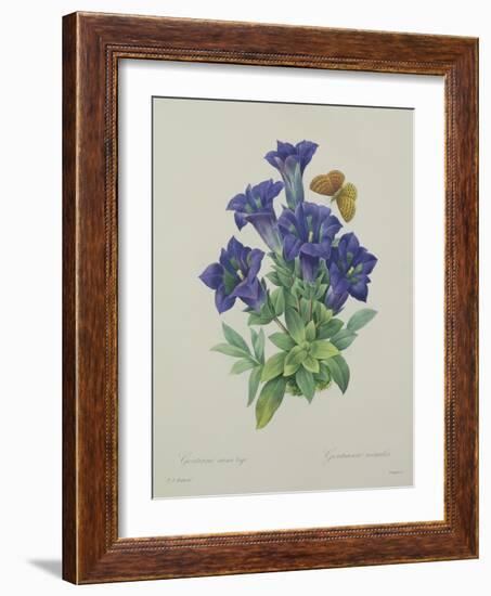 Gentiana Acaulis (Trumpet Gentian), Engraved by Langlois, from 'Choix Des Plus Belles Fleurs', 1827-Pierre-Joseph Redouté-Framed Giclee Print