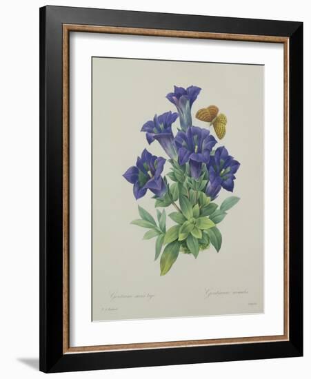 Gentiana Acaulis (Trumpet Gentian), Engraved by Langlois, from 'Choix Des Plus Belles Fleurs', 1827-Pierre-Joseph Redouté-Framed Giclee Print