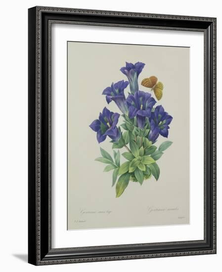 Gentiana Acaulis (Trumpet Gentian), Engraved by Langlois, from 'Choix Des Plus Belles Fleurs', 1827-Pierre-Joseph Redouté-Framed Giclee Print