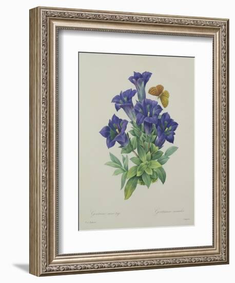 Gentiana Acaulis (Trumpet Gentian), Engraved by Langlois, from 'Choix Des Plus Belles Fleurs', 1827-Pierre-Joseph Redouté-Framed Giclee Print