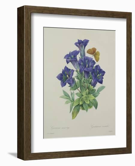 Gentiana Acaulis (Trumpet Gentian), Engraved by Langlois, from 'Choix Des Plus Belles Fleurs', 1827-Pierre-Joseph Redouté-Framed Giclee Print