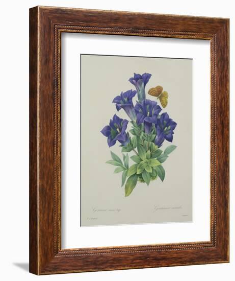 Gentiana Acaulis (Trumpet Gentian), Engraved by Langlois, from 'Choix Des Plus Belles Fleurs', 1827-Pierre-Joseph Redouté-Framed Giclee Print