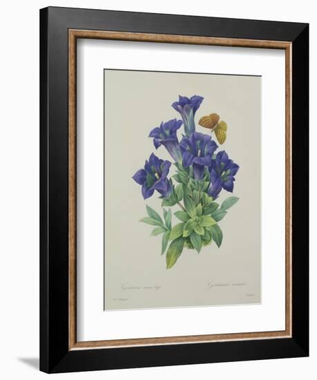 Gentiana Acaulis (Trumpet Gentian), Engraved by Langlois, from 'Choix Des Plus Belles Fleurs', 1827-Pierre-Joseph Redouté-Framed Giclee Print