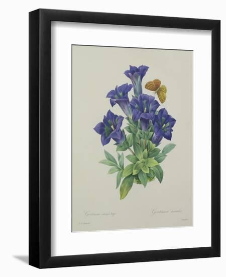 Gentiana Acaulis (Trumpet Gentian), Engraved by Langlois, from 'Choix Des Plus Belles Fleurs', 1827-Pierre-Joseph Redouté-Framed Giclee Print