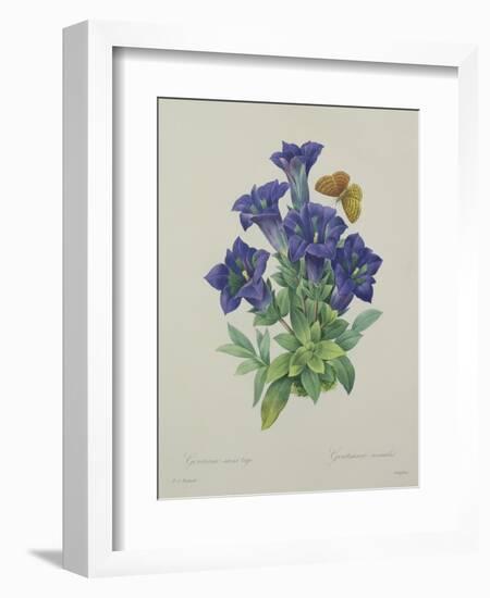 Gentiana Acaulis (Trumpet Gentian), Engraved by Langlois, from 'Choix Des Plus Belles Fleurs', 1827-Pierre-Joseph Redouté-Framed Giclee Print