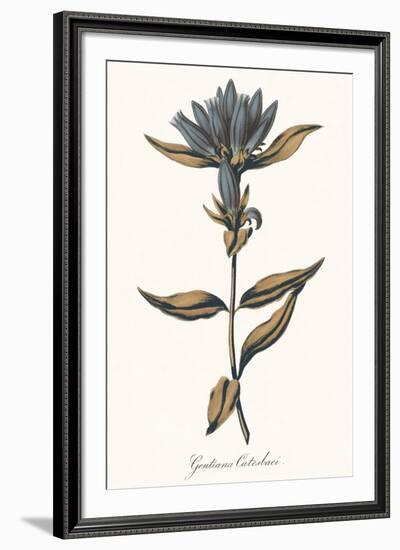 Gentiana Catesbaci - Golden-A^ Poiteau-Framed Giclee Print