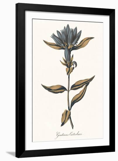 Gentiana Catesbaci - Golden-A^ Poiteau-Framed Giclee Print