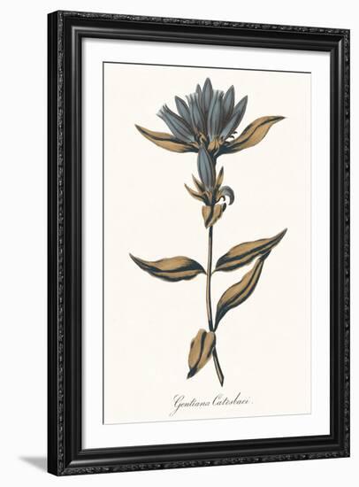 Gentiana Catesbaci - Golden-A^ Poiteau-Framed Giclee Print