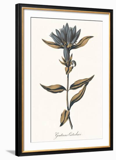 Gentiana Catesbaci - Golden-A^ Poiteau-Framed Giclee Print