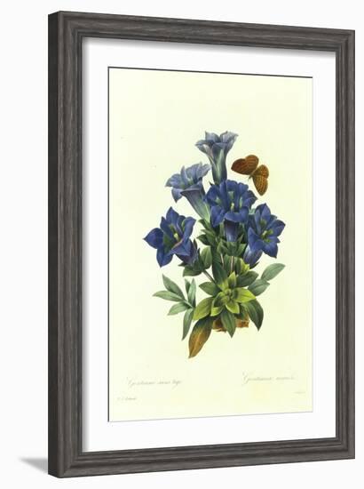 Gentianae Acaulis-Pierre-Joseph Redouté-Framed Giclee Print