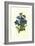 Gentianae Acaulis-Pierre-Joseph Redouté-Framed Giclee Print