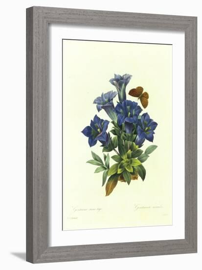 Gentianae Acaulis-Pierre-Joseph Redouté-Framed Giclee Print