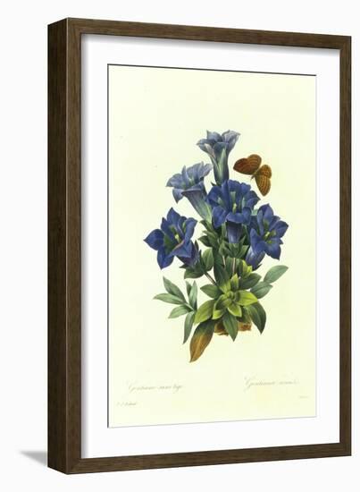 Gentianae Acaulis-Pierre-Joseph Redouté-Framed Giclee Print