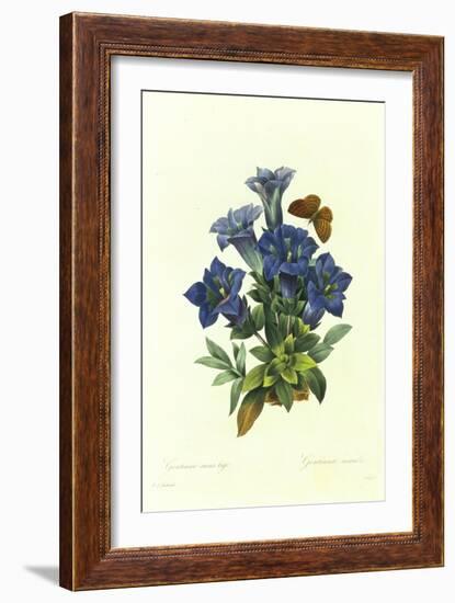 Gentianae Acaulis-Pierre-Joseph Redouté-Framed Giclee Print