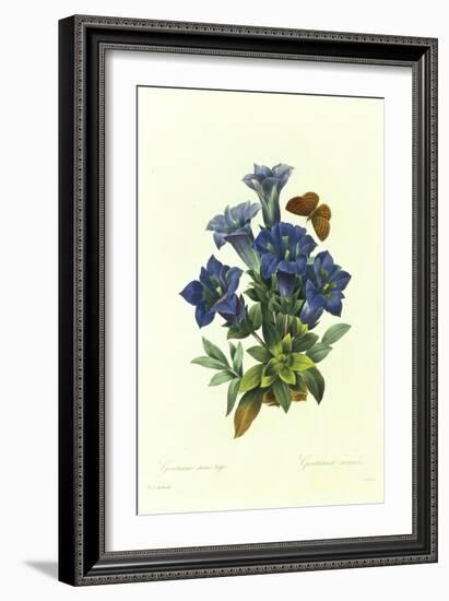 Gentianae Acaulis-Pierre-Joseph Redouté-Framed Giclee Print