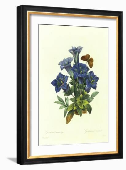 Gentianae Acaulis-Pierre-Joseph Redouté-Framed Giclee Print