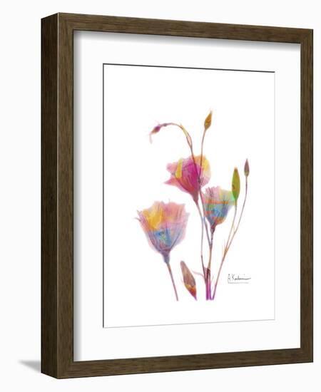 GentianB9 Watercolor-Albert Koetsier-Framed Art Print