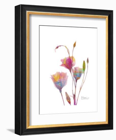 GentianB9 Watercolor-Albert Koetsier-Framed Art Print