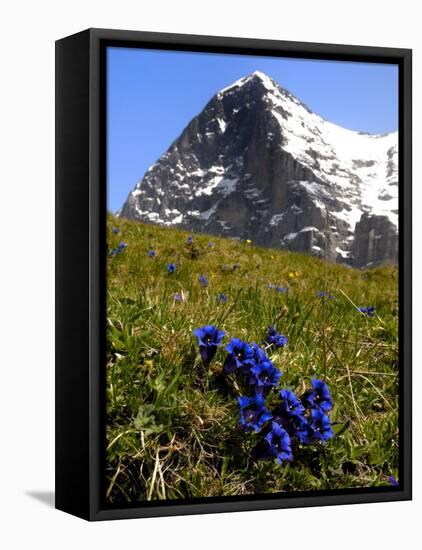 Gentians, Alpine Flowers in Front of the Eiger, Kleine Scheidegg, Bernese Oberland, Switzerland-Richardson Peter-Framed Premier Image Canvas