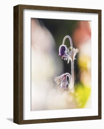 Gentle Bloom-Mikael Svensson-Framed Giclee Print