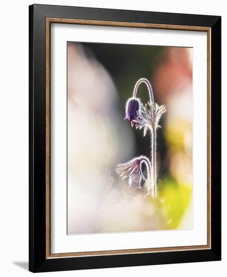 Gentle Bloom-Mikael Svensson-Framed Giclee Print