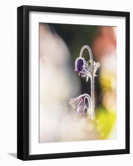 Gentle Bloom-Mikael Svensson-Framed Giclee Print