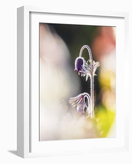 Gentle Bloom-Mikael Svensson-Framed Giclee Print